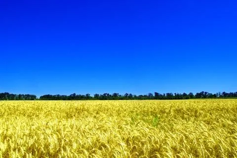 Wheat field Stock Photos