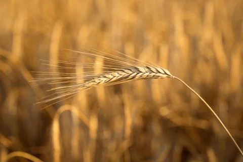 Wheat field Stock Photos