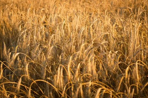 Wheat field Stock Photos
