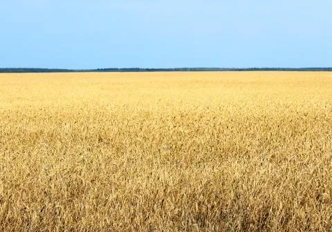 Wheat field Stock Photos