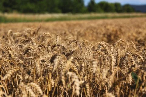 Wheat field Stock Photos