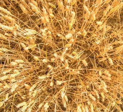 Wheat Field Stock Photos