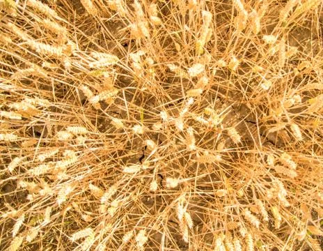 Wheat Field Stock Photos