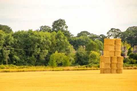 Wheat Field Stock Photos