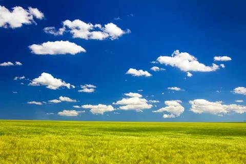 Wheat on the field Stock Photos