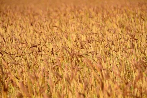 Wheat field Stock Photos