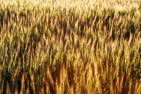 Wheat field Stock Photos