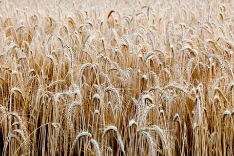 Wheat field Stock Photos