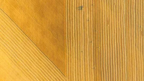 Wheat field Foto stock