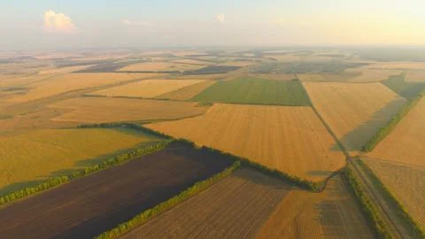 Wheat field Foto stock