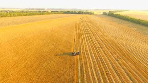 Wheat field Foto stock