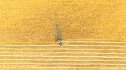 Wheat field Foto stock