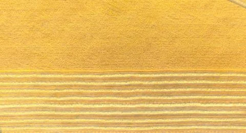 Wheat field Foto stock