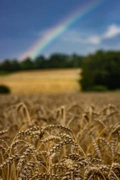 Wheat field Stock Photos