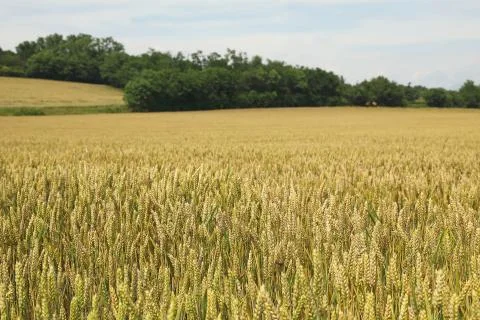 Wheat field Stock Photos