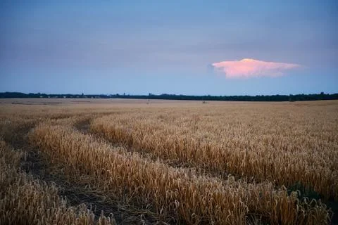 Wheat field Foto stock