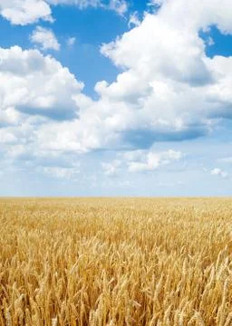 Wheat field. Stock Photos