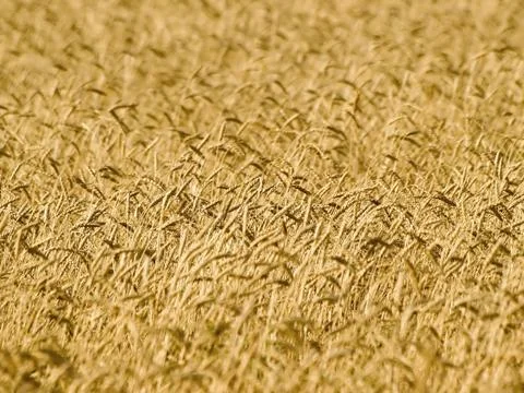 Wheat field. Stock Photos