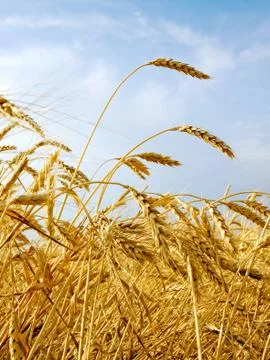 Wheat field. Stock Photos