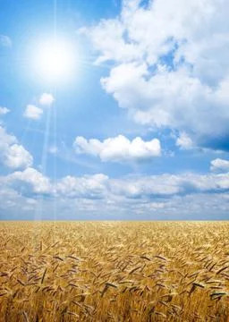 Wheat field. Stock Photos