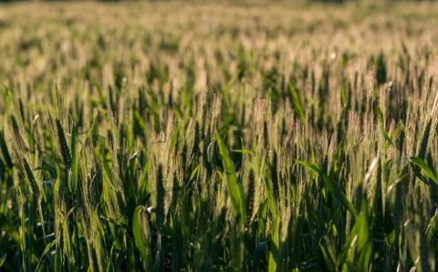 Wheat field Stock Photos