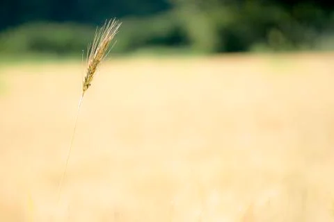 Wheat field Stock Photos