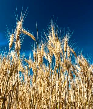 Wheat field Stock Photos