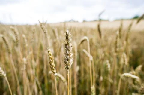 Wheat field Stock Photos