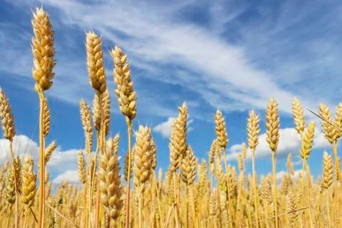 Wheat field Stock Photos