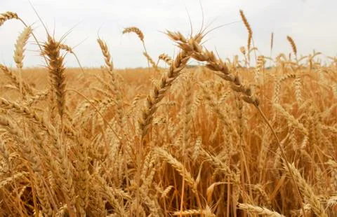 Wheat field Stock Photos