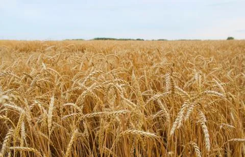 Wheat field Stock Photos
