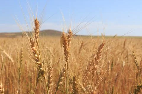 Wheat field Stock Photos