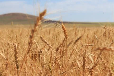 Wheat field Stock Photos