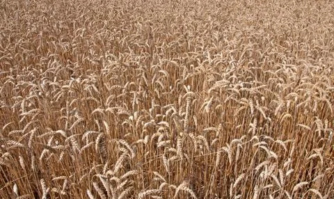Wheat field Stock Photos