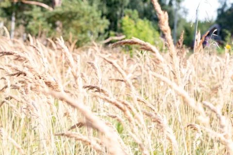 Wheat field Stock Photos