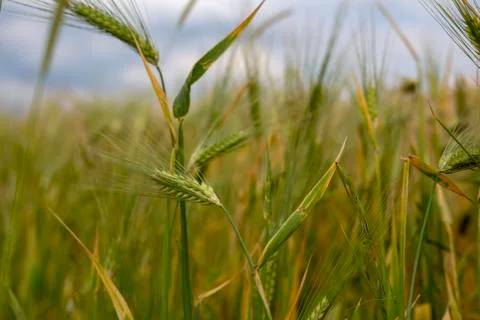 Wheat in the field 库存照片