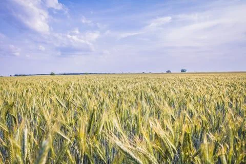 Wheat field Stock Photos