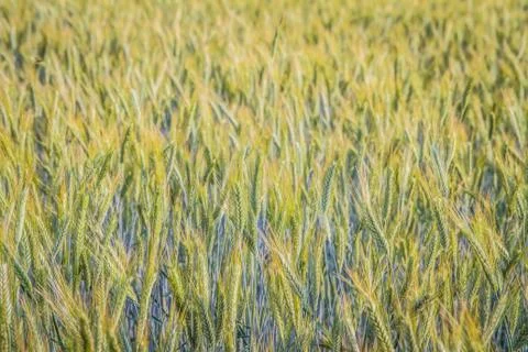 Wheat field Fotos de archivo