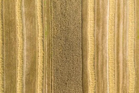 Wheat field Stock Photos