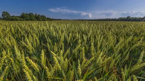 Wheat Field Foto stock