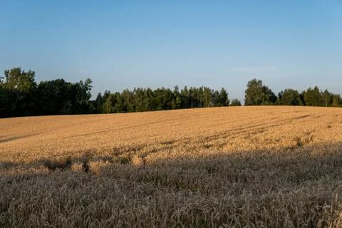 Wheat field Stock Photos