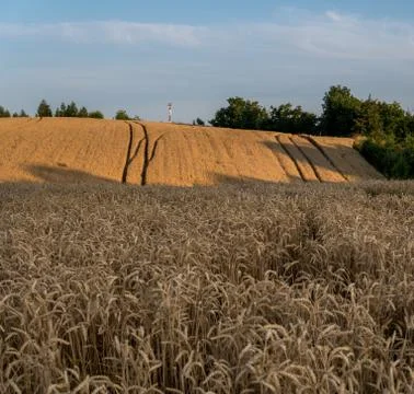 Wheat field Stock Photos