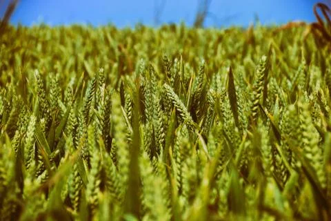 Wheat field Stock Photos