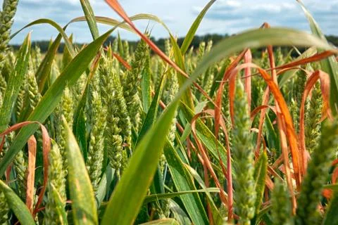 Wheat field Stock Photos