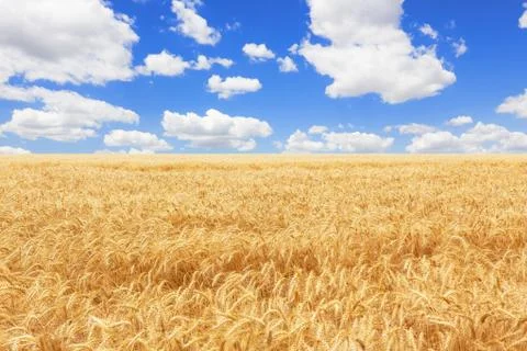 Wheat field Stock-Fotos