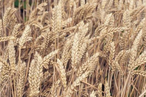 Wheat field Stock-Fotos