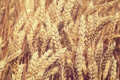 Wheat field Stock Photos
