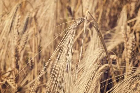 Wheat field Foto stock