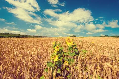 Wheat field Foto stock