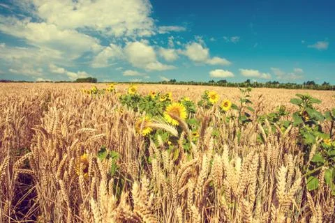 Wheat field Stock-Fotos
